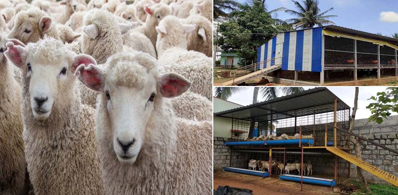 Sheep Farming in Karnataka: A Guide to Rural Development