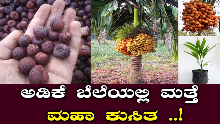 Areca Nut Prices Drop Again in Karnataka Markets: Latest Updates