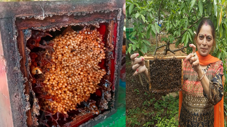 Free Beekeeping Training in Karnataka for Farmers