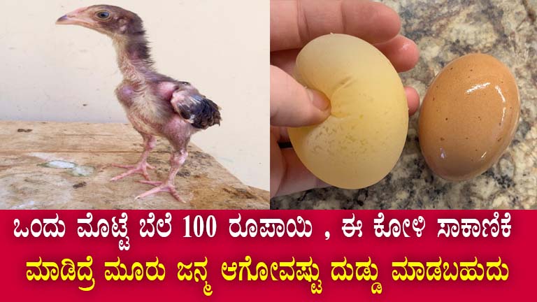 Boost Your Income with Poultry Farming in Karnataka