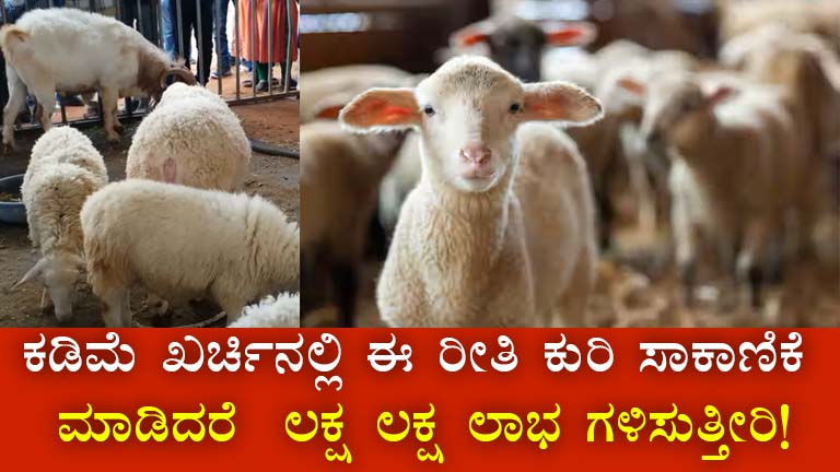 Sheep Farming in Karnataka: A Profitable Venture